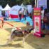 Live Printing Activation for Automobile Events